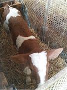 obisk kmetije KARLO  (07)